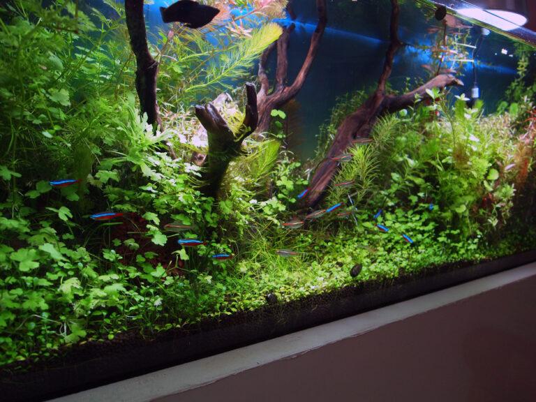 Aquarium,Colorful,Art
